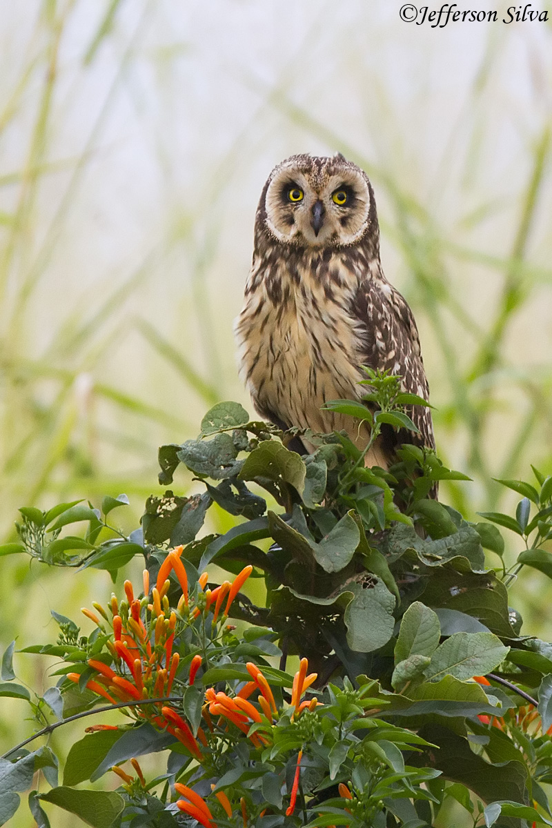 Asio flammeus