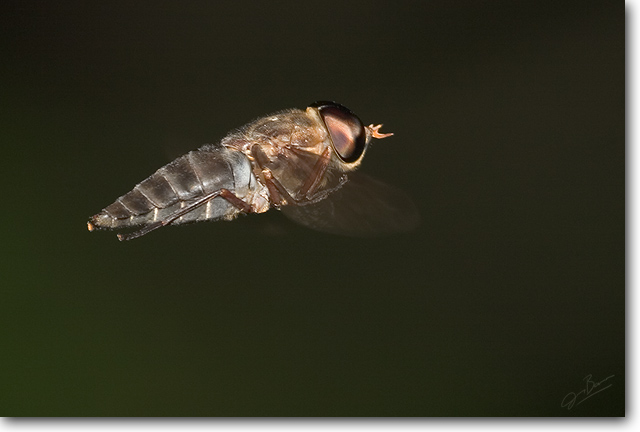Horse Fly in flight