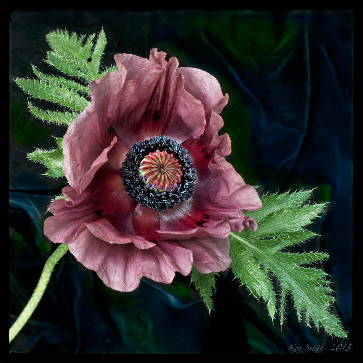 Oriental Poppy 