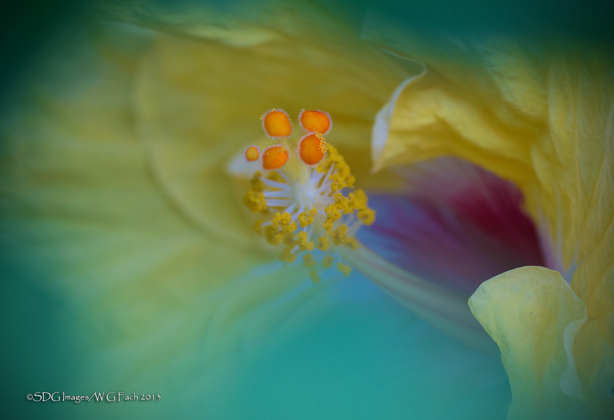 Cotton Candy
