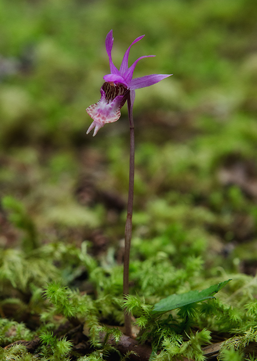 Wildflower ID...Orchid?