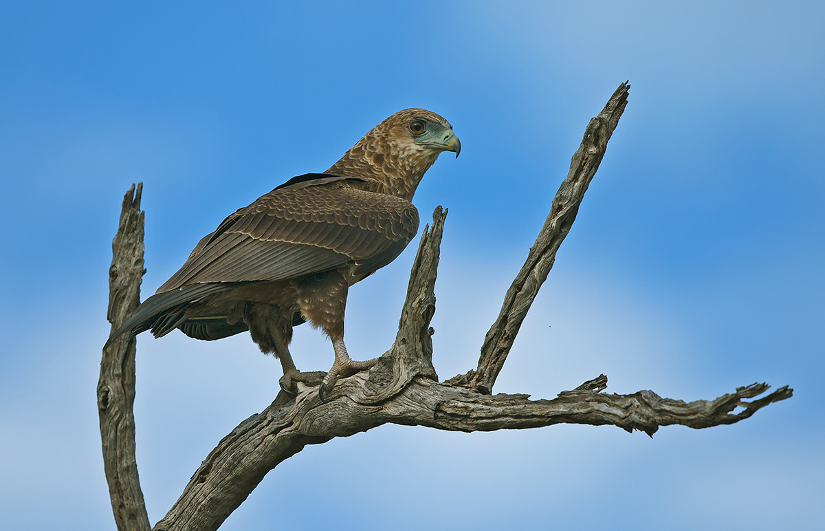 Juvenile Bateleur