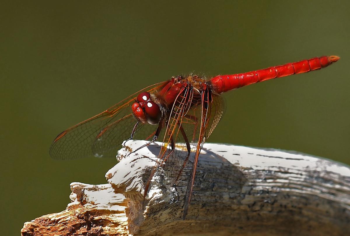SW Red Skimmer