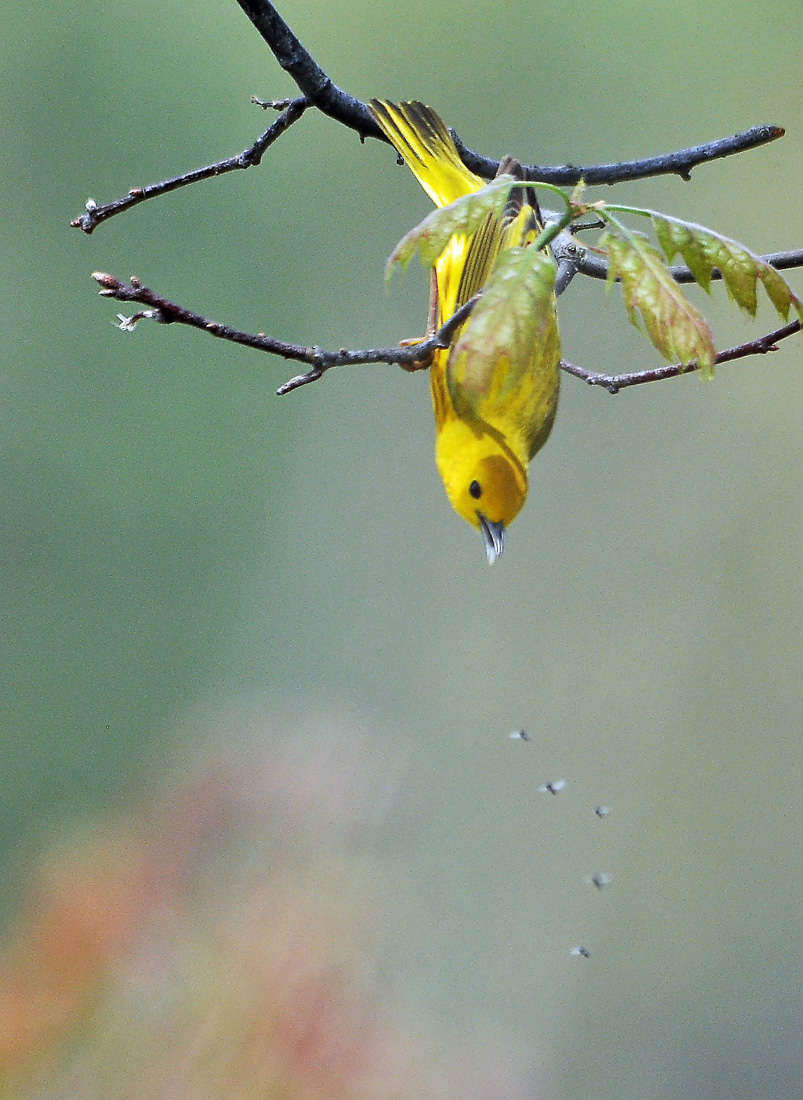 Hungry Warbler