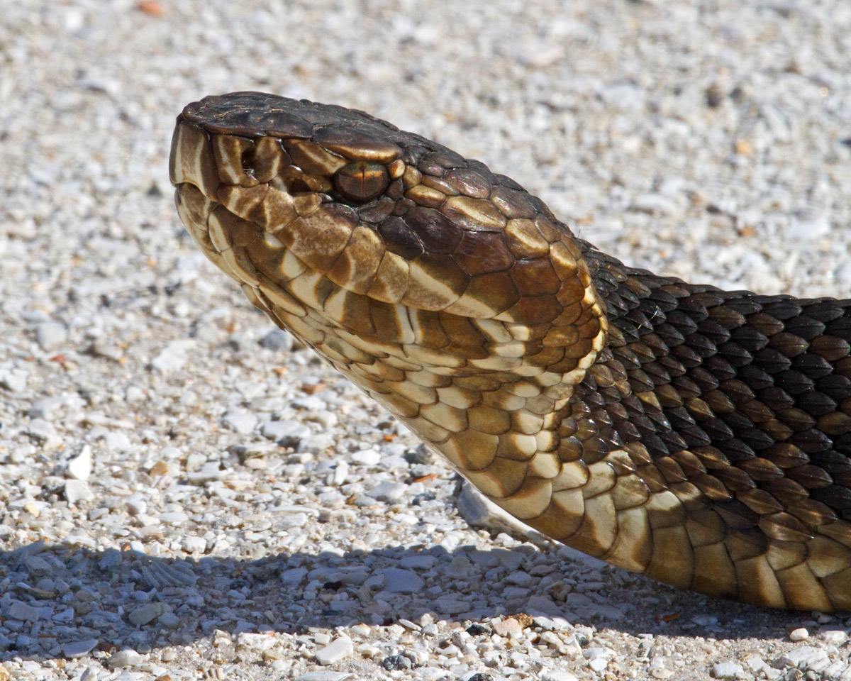 Cottonmouth Mug Shot
