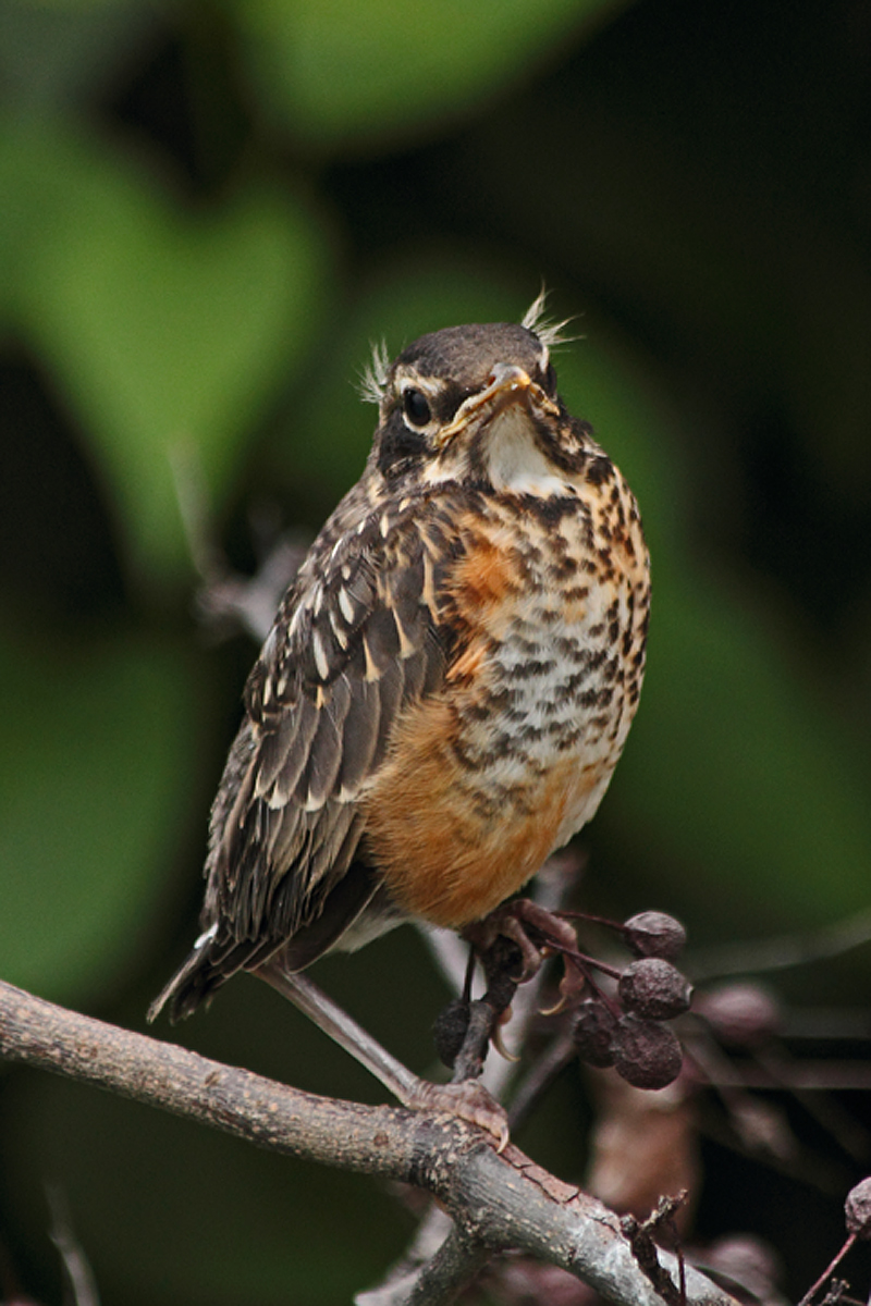 Young robin