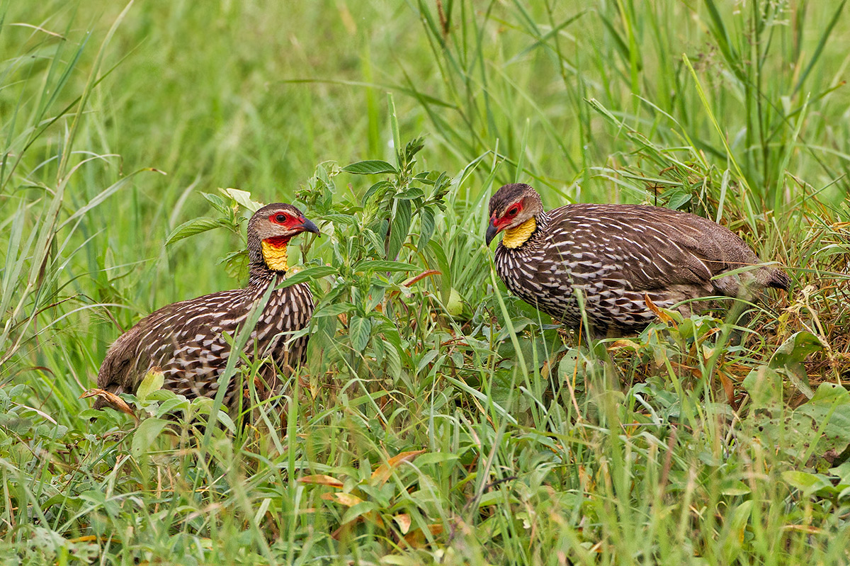 Yellow Necked Spurfowl