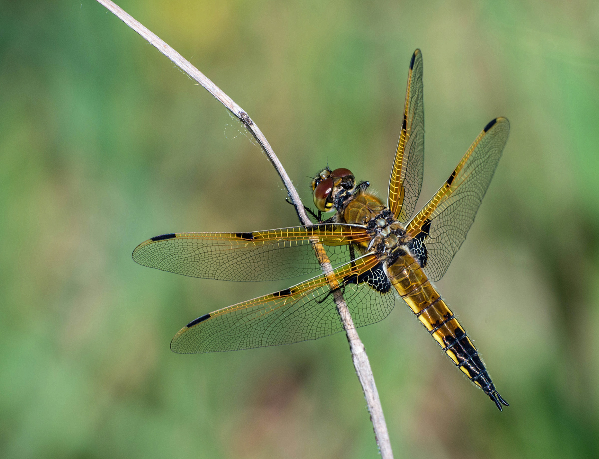 4-Spotted Chaser