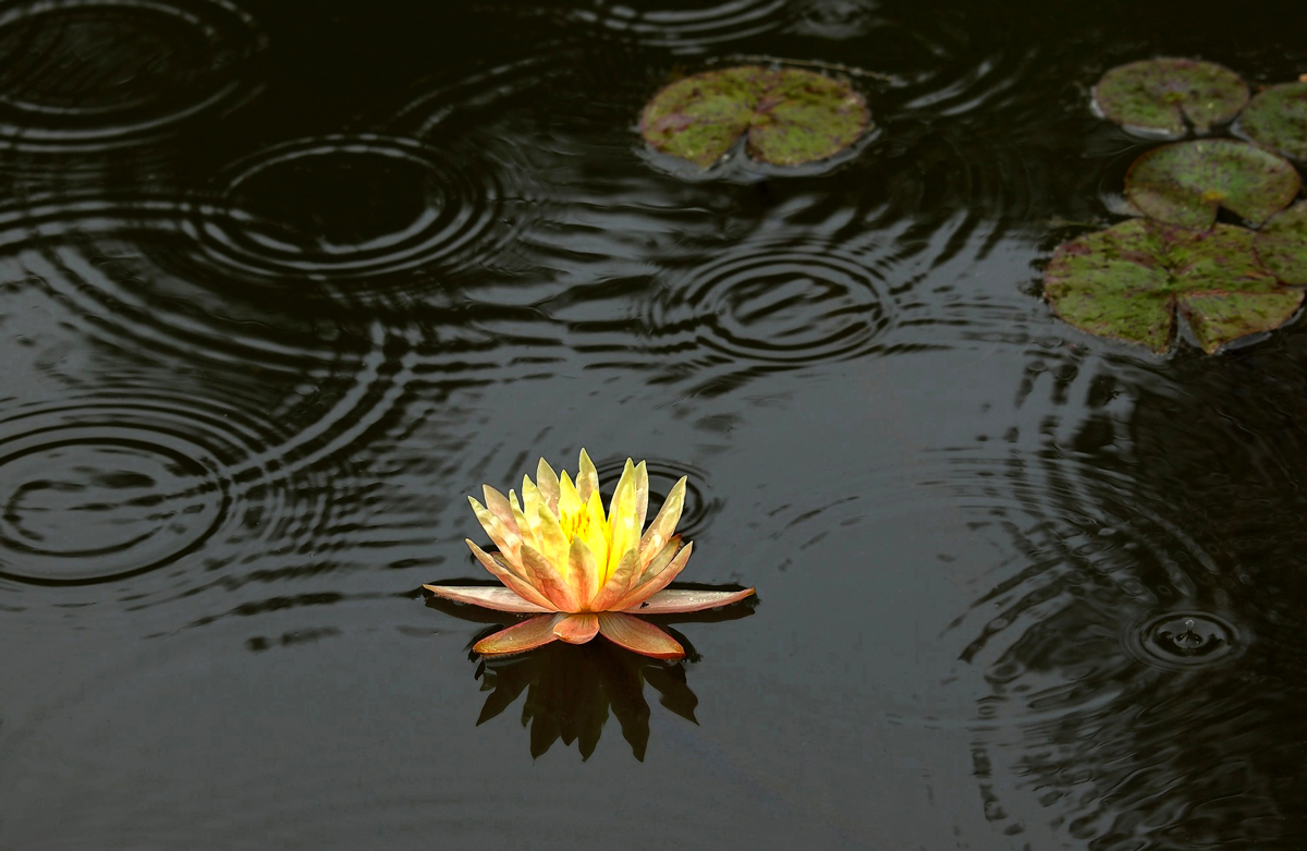 Rain Lily, wider view