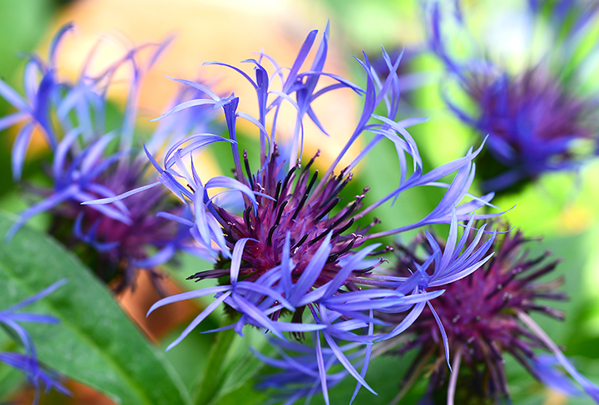 Centaurea Montana