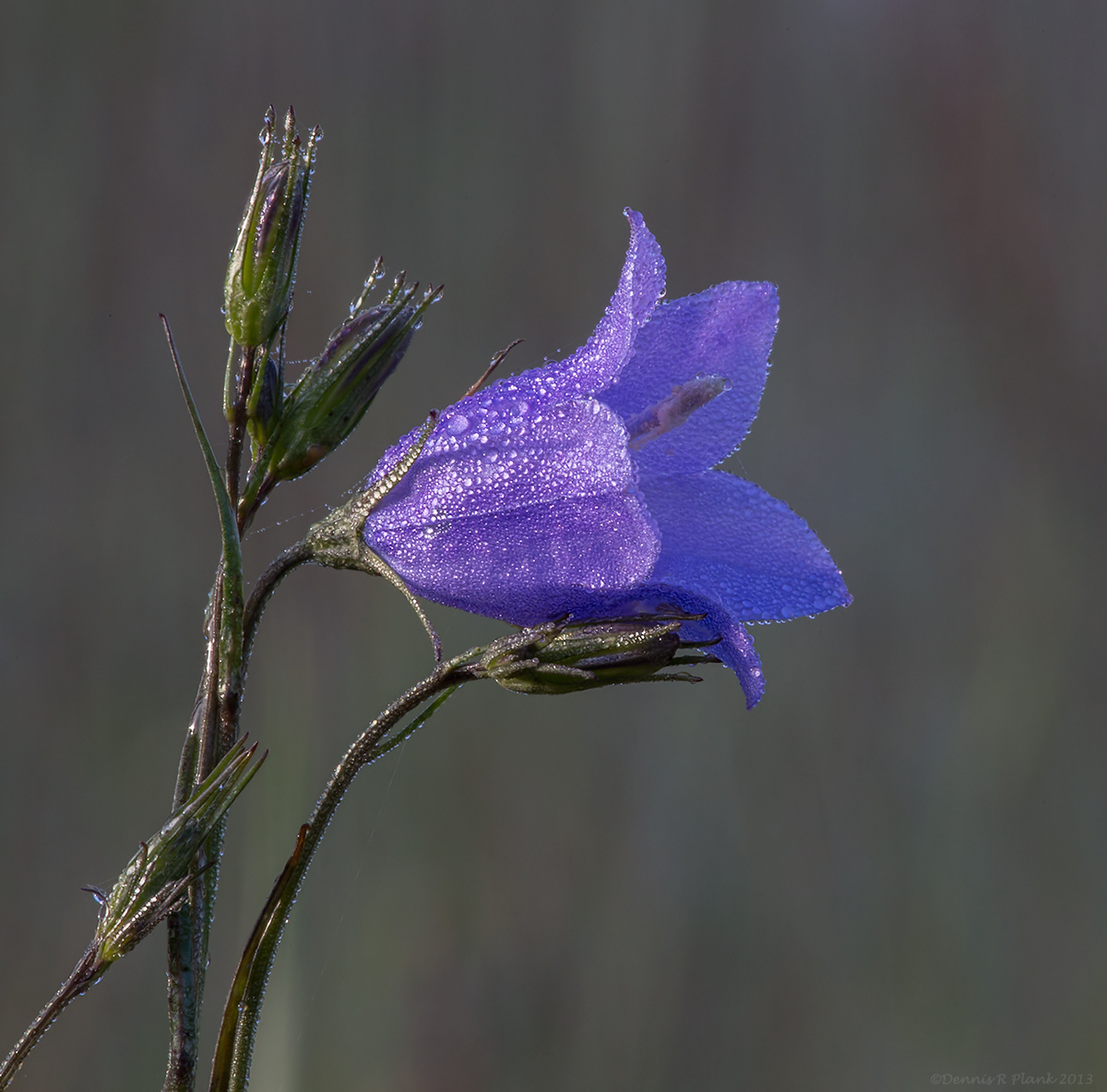 Harebell