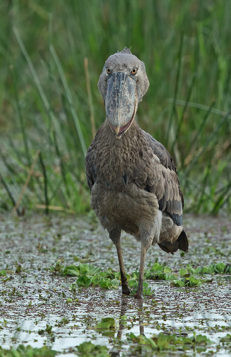 " Smiling" Shoebill
