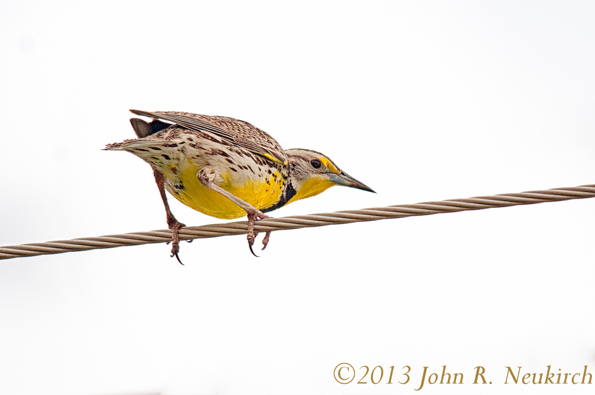 Bird on a wire
