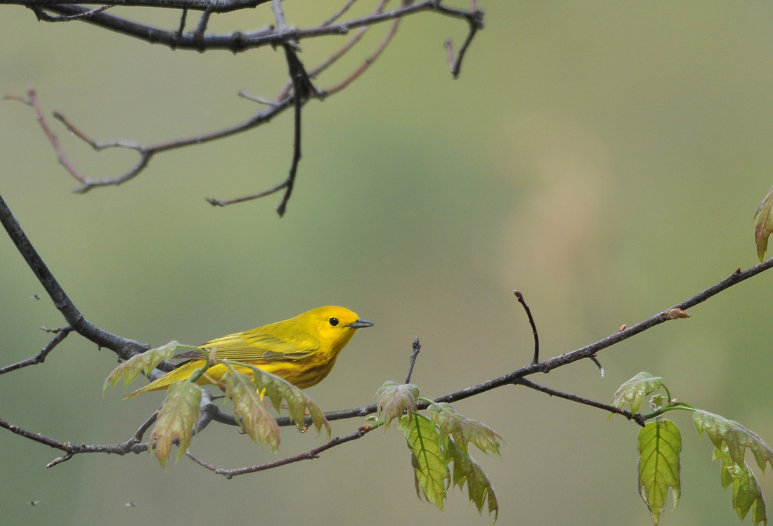 Yellow Warbler