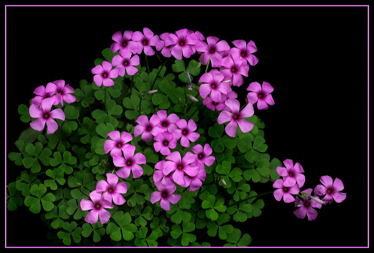Pink Wood Sorrel