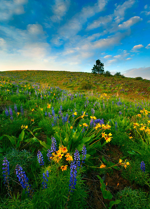 Meadow Gold