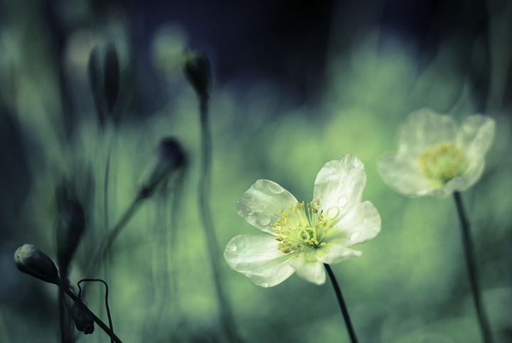 Sweetness in the Meadow