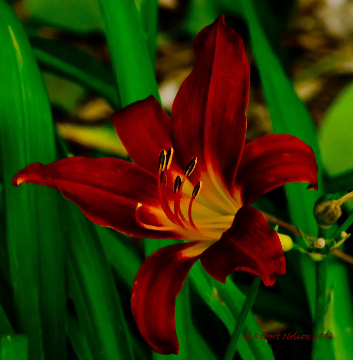 Lily 3