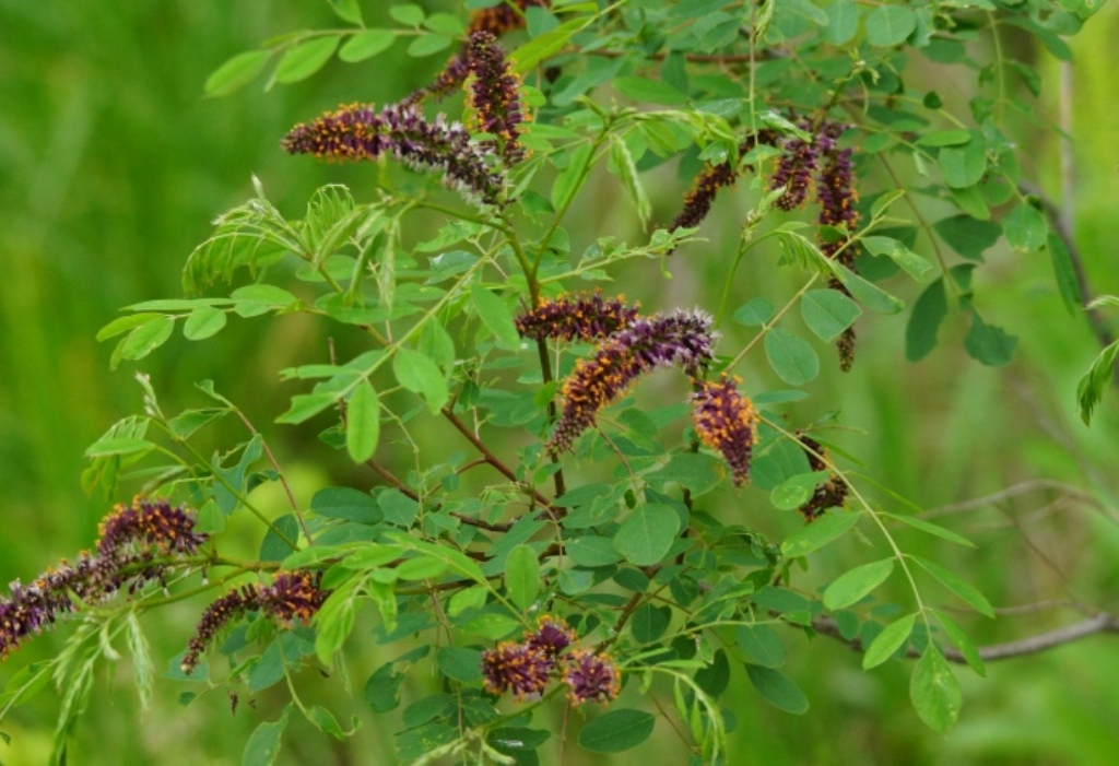 False indigo