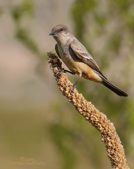 Say's Phoebe