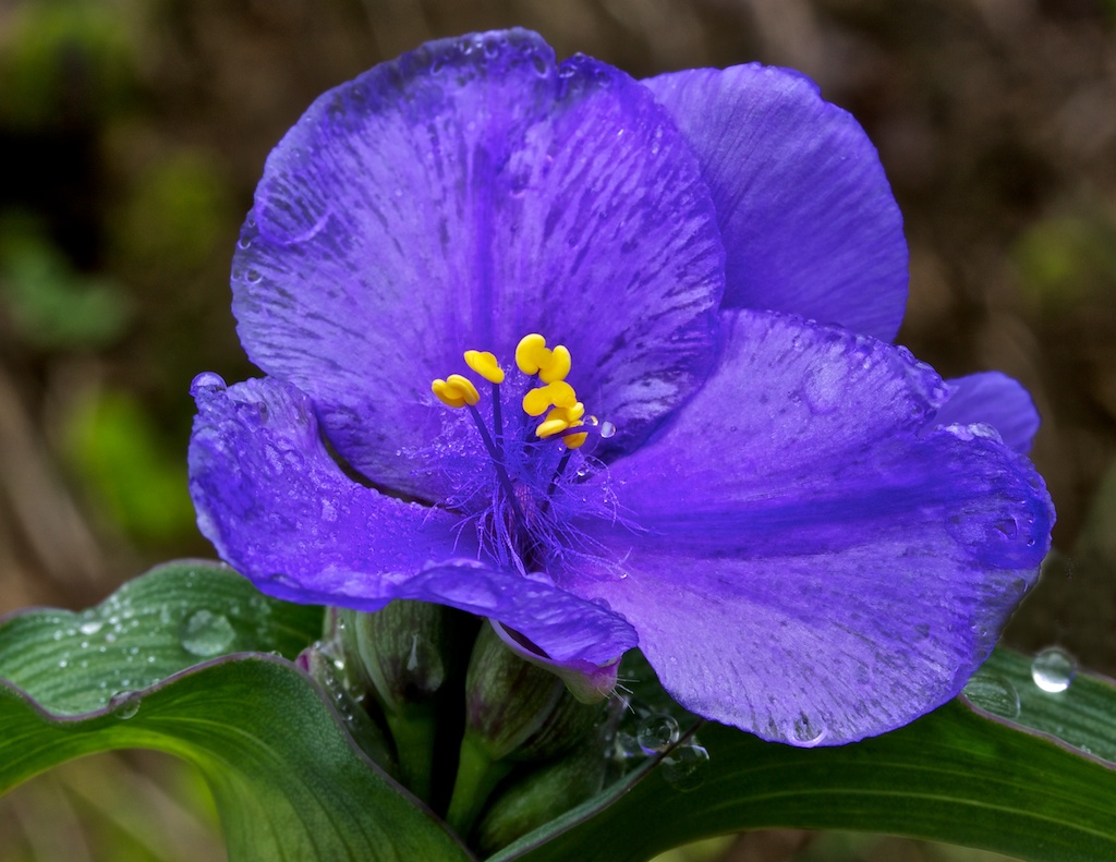 Spiderwort