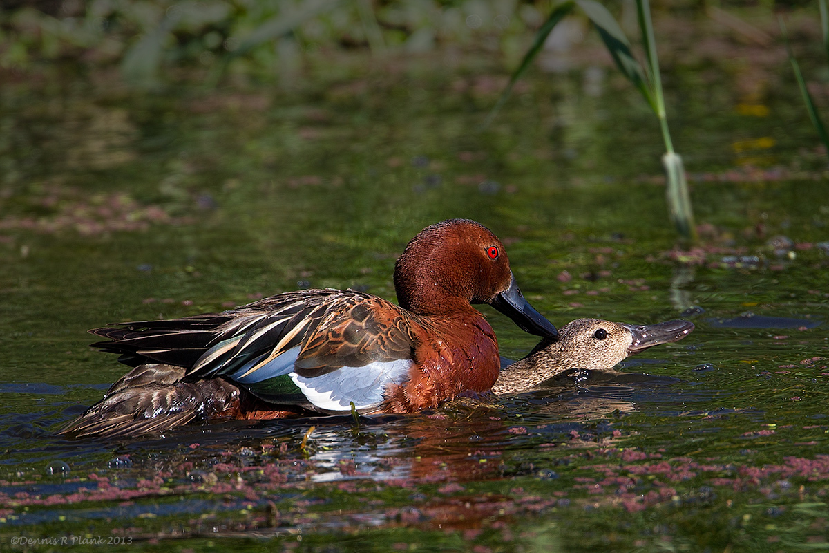 Cinnamon Teals