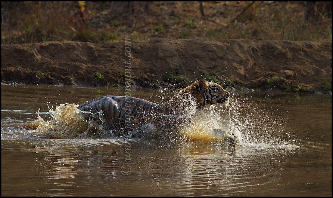 Tiger on the move...