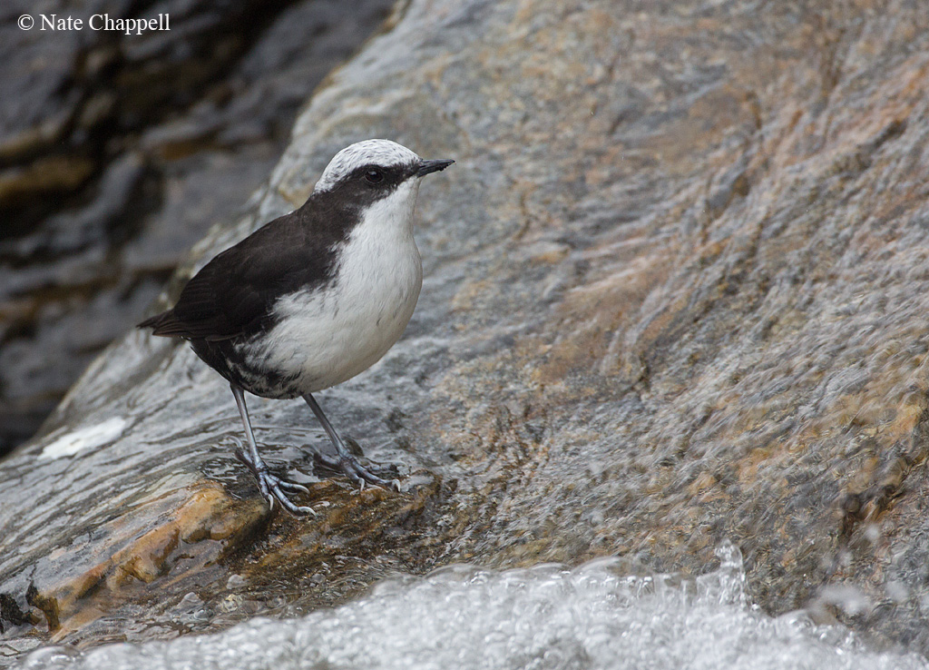 White-capped Dipper