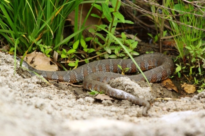 Northen water snake
