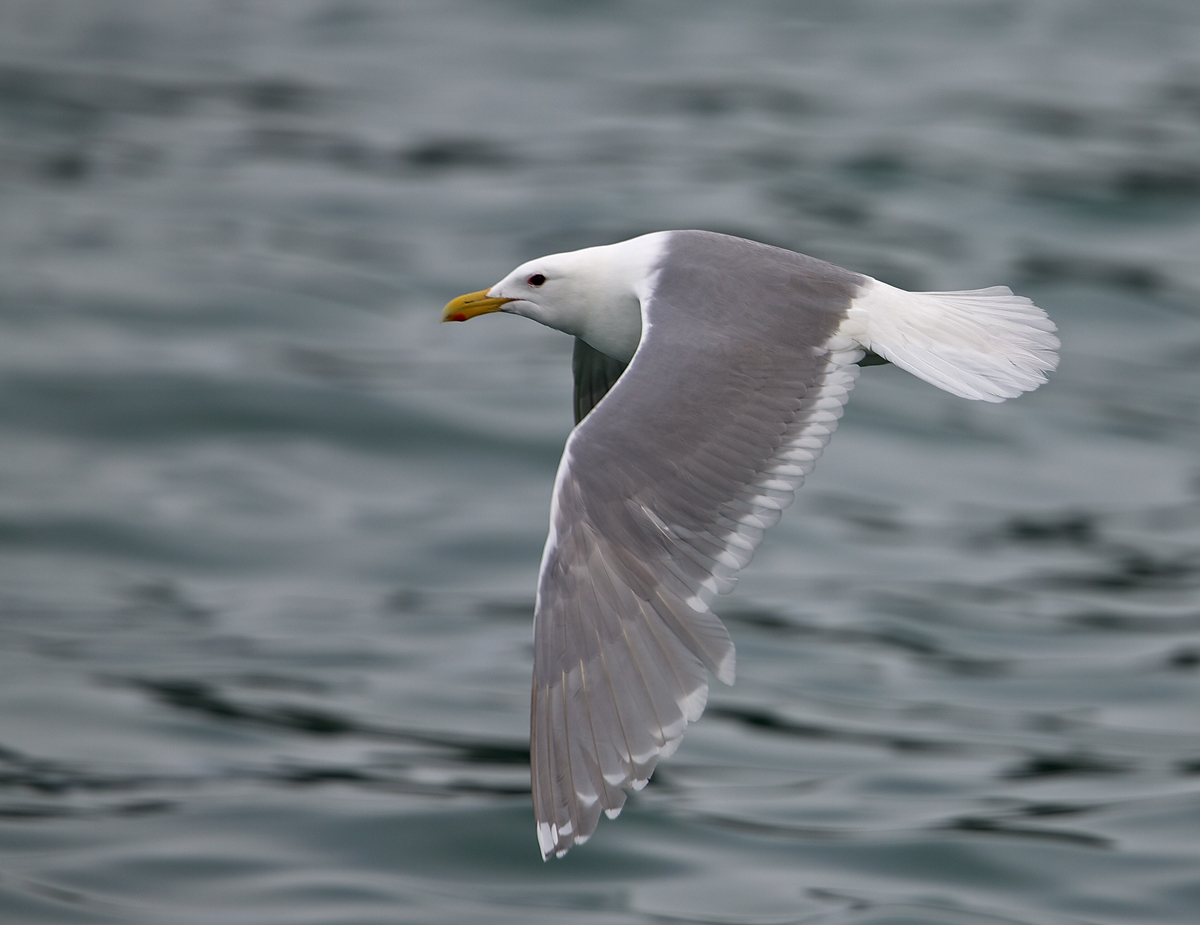 Glaucous-winged Gull