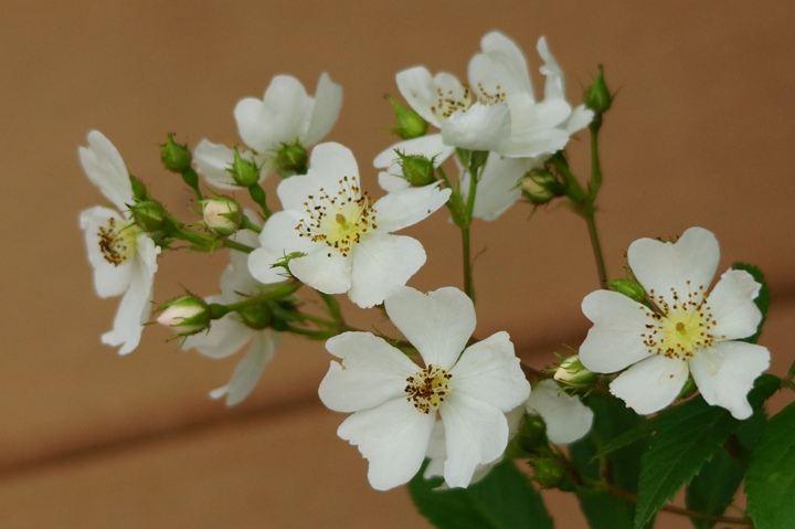 Wild rose