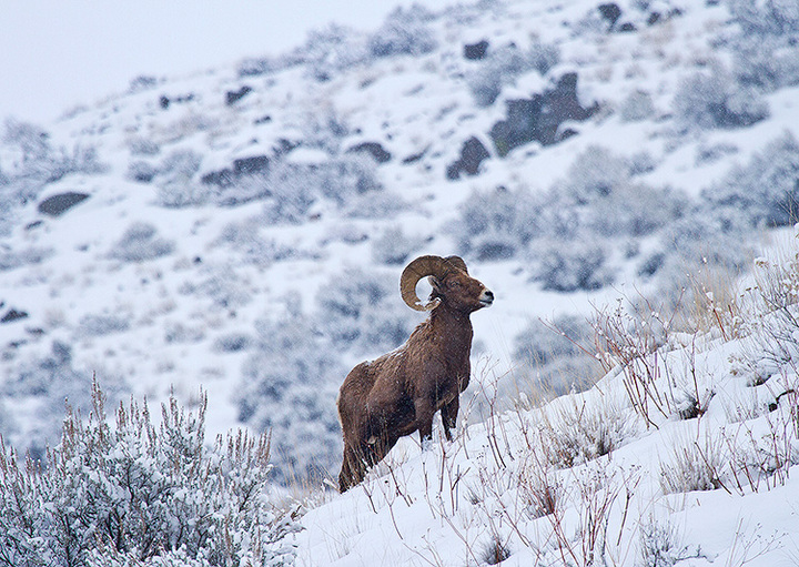 Winter Ram