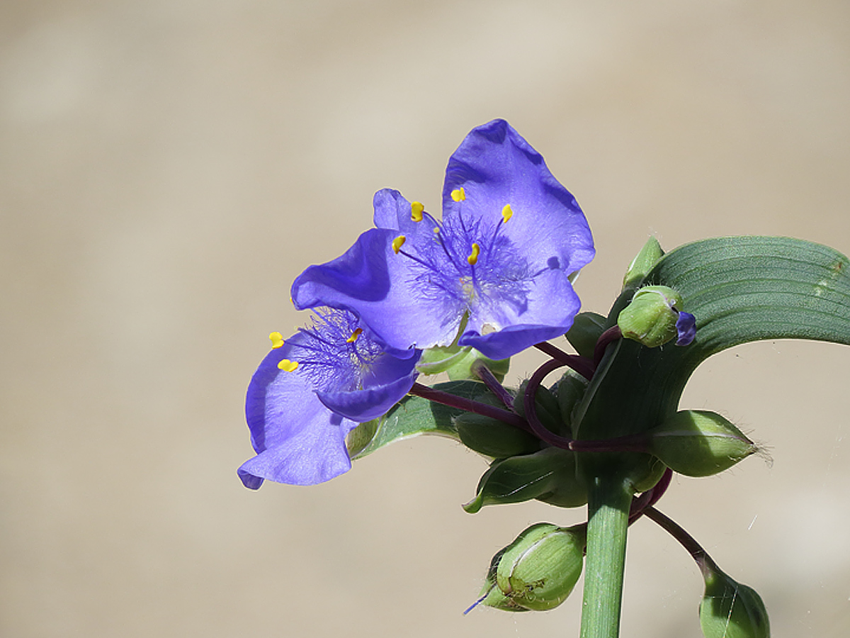 spiderwort