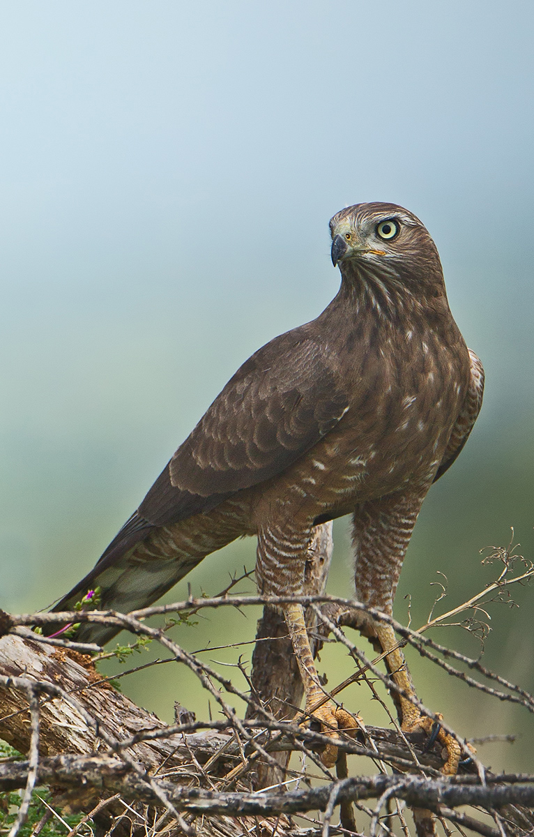Dark Chanting Goshawk?