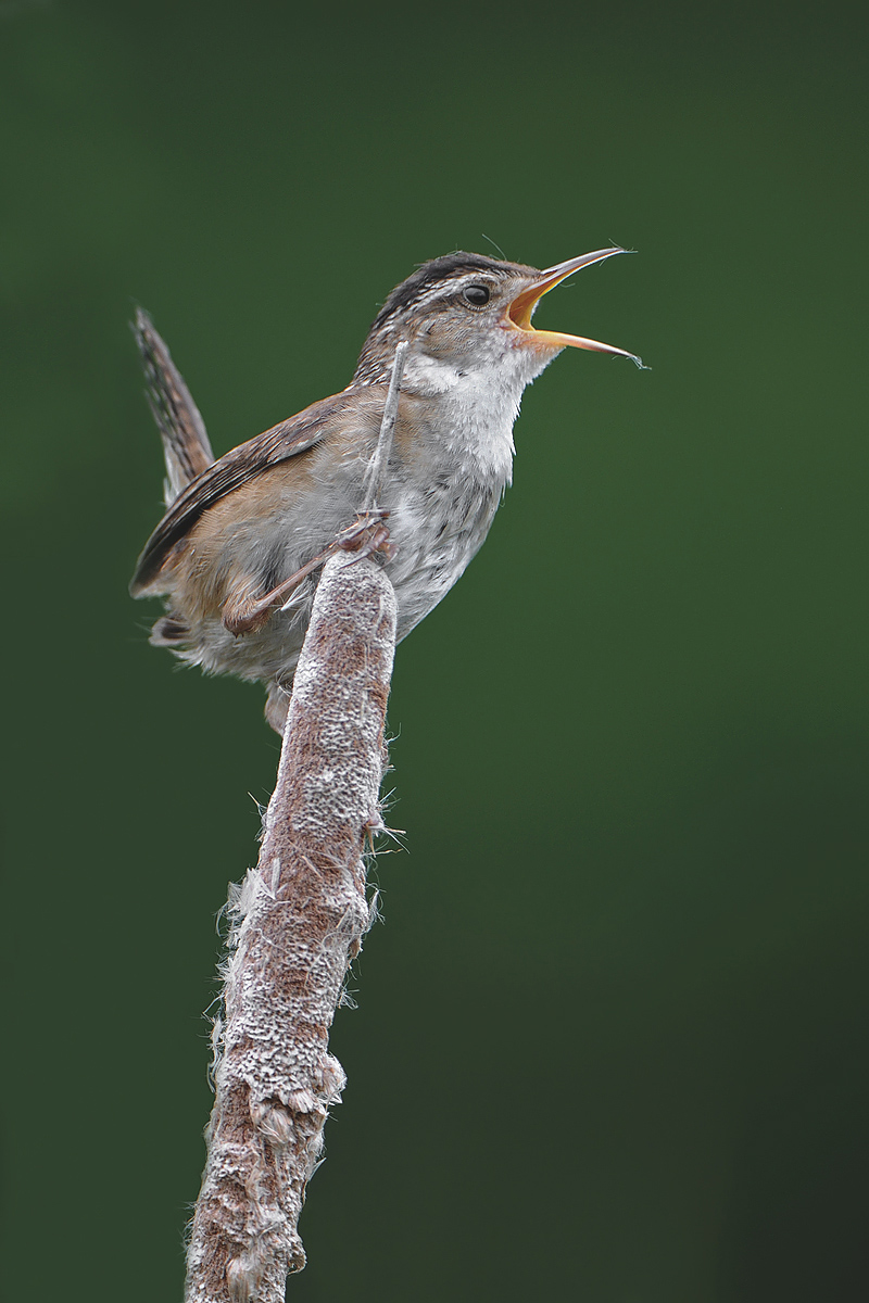 Marsh Wren