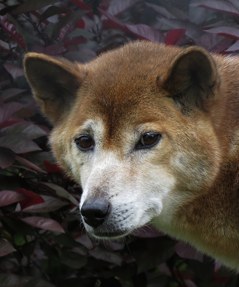 NG singing dog  (C)