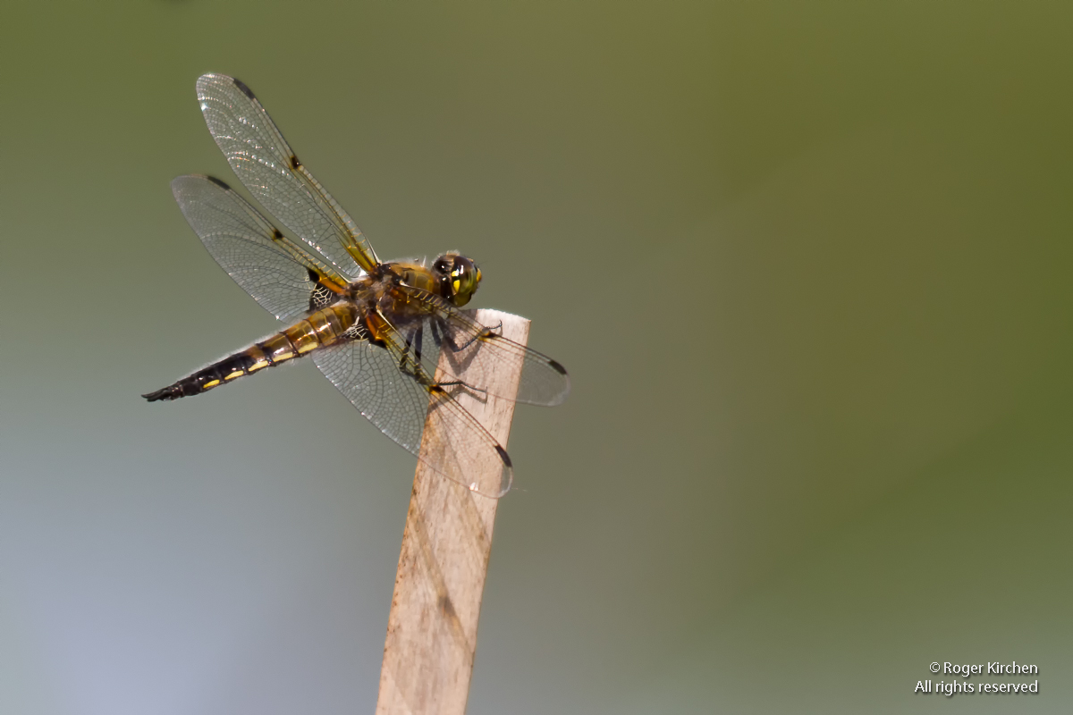 Four-spot Skimmer