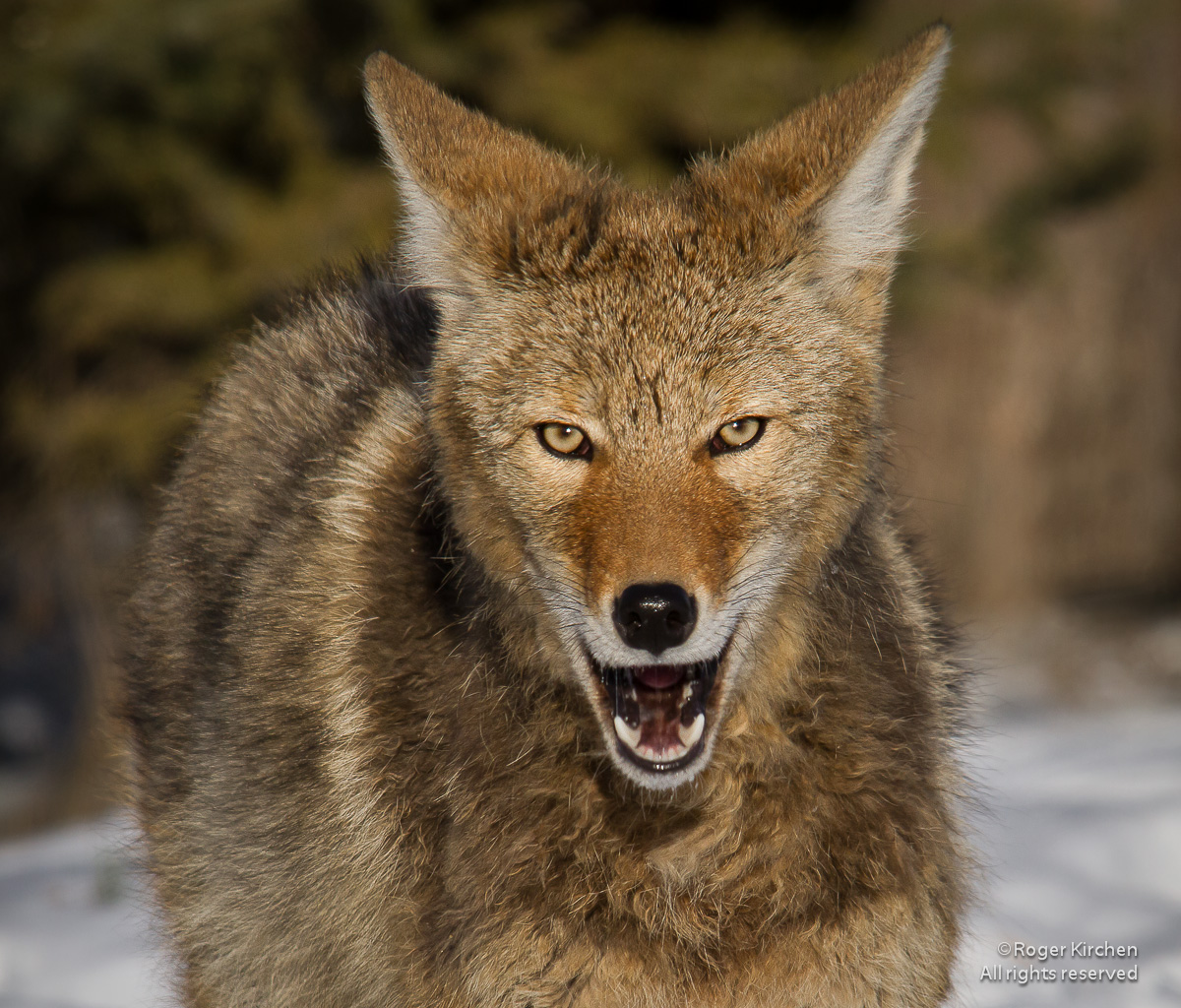 Coyote Portrait + repost