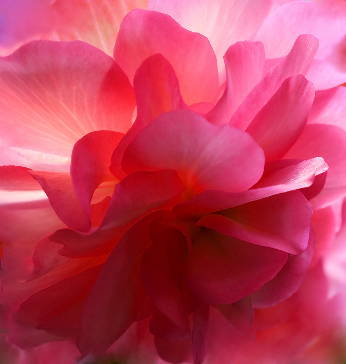Symphony  in  red