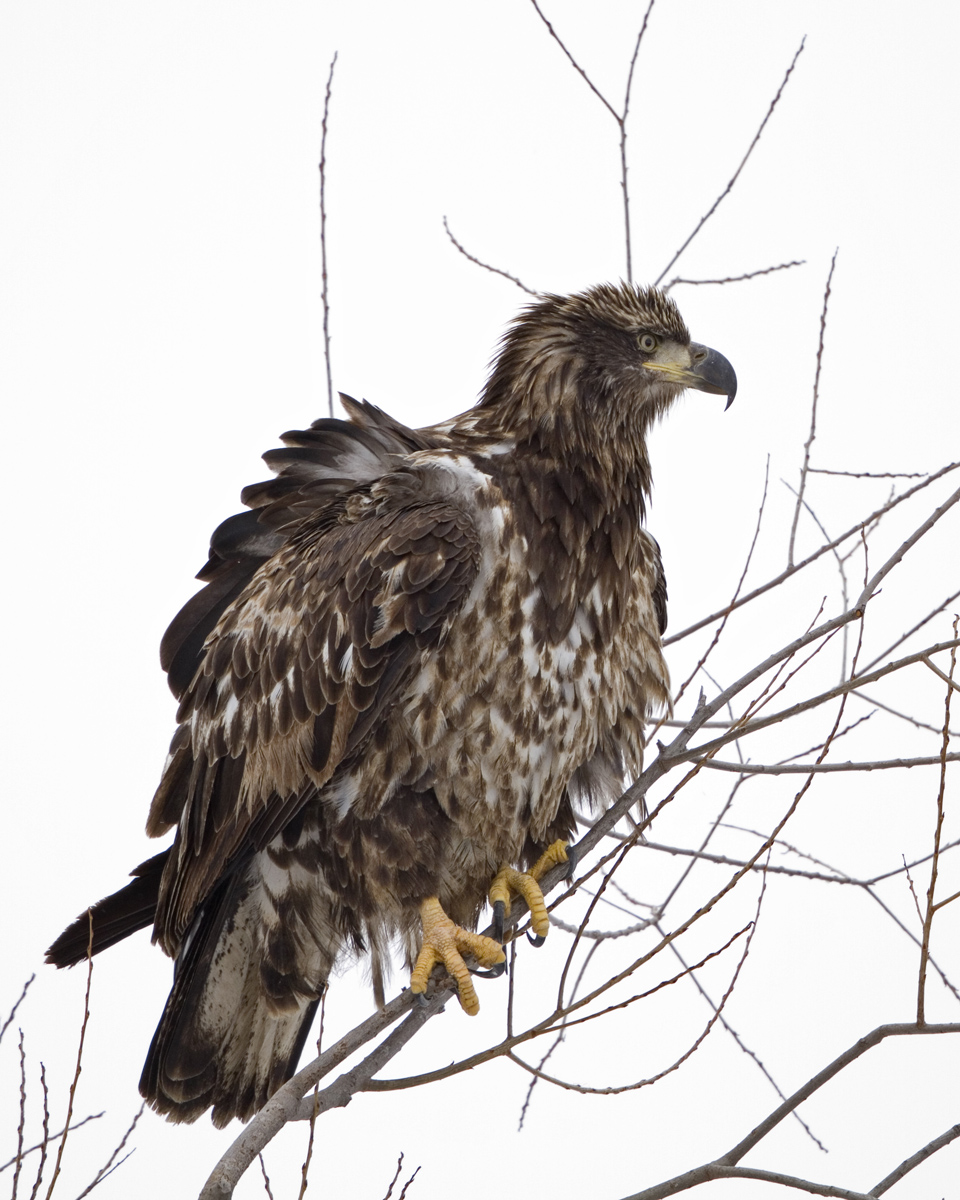 Wisconsin Immature Blad