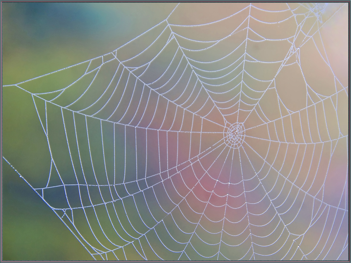 WC # 588 - Webs