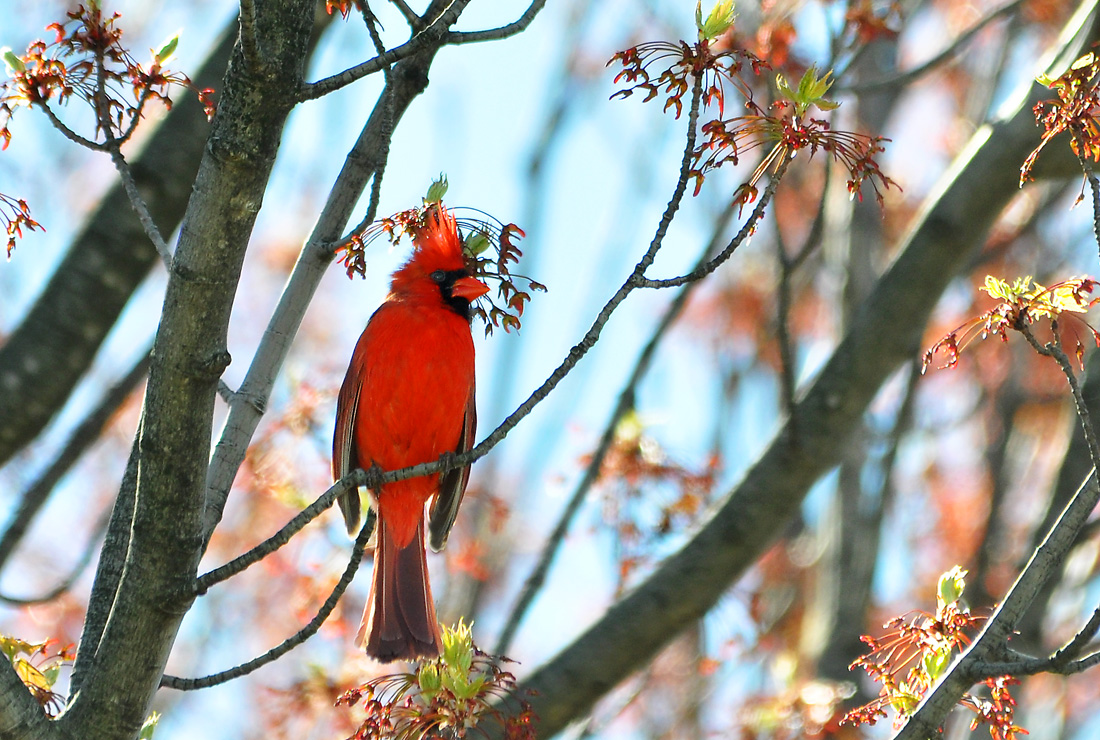 Hot-Crested Cardinal