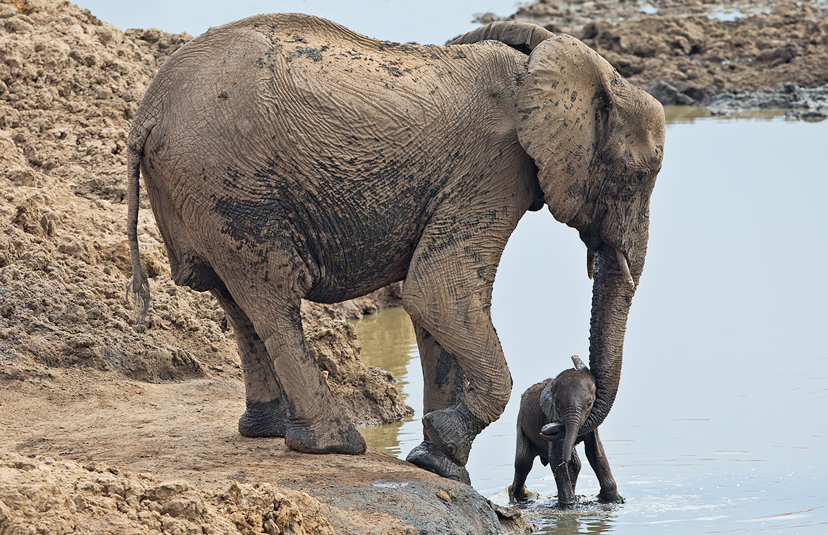 A Helping Trunk 2