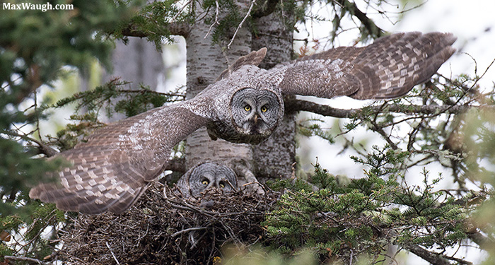 Leaving the Nest