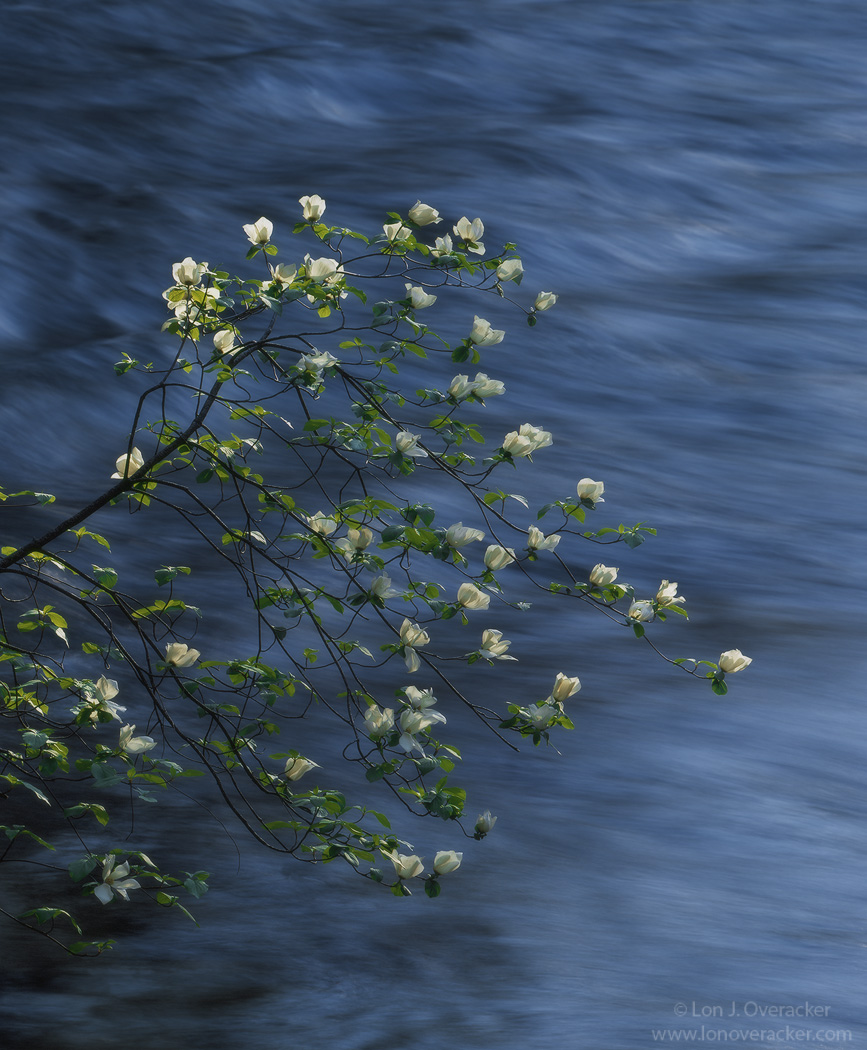 Dogwood Galore +2rp