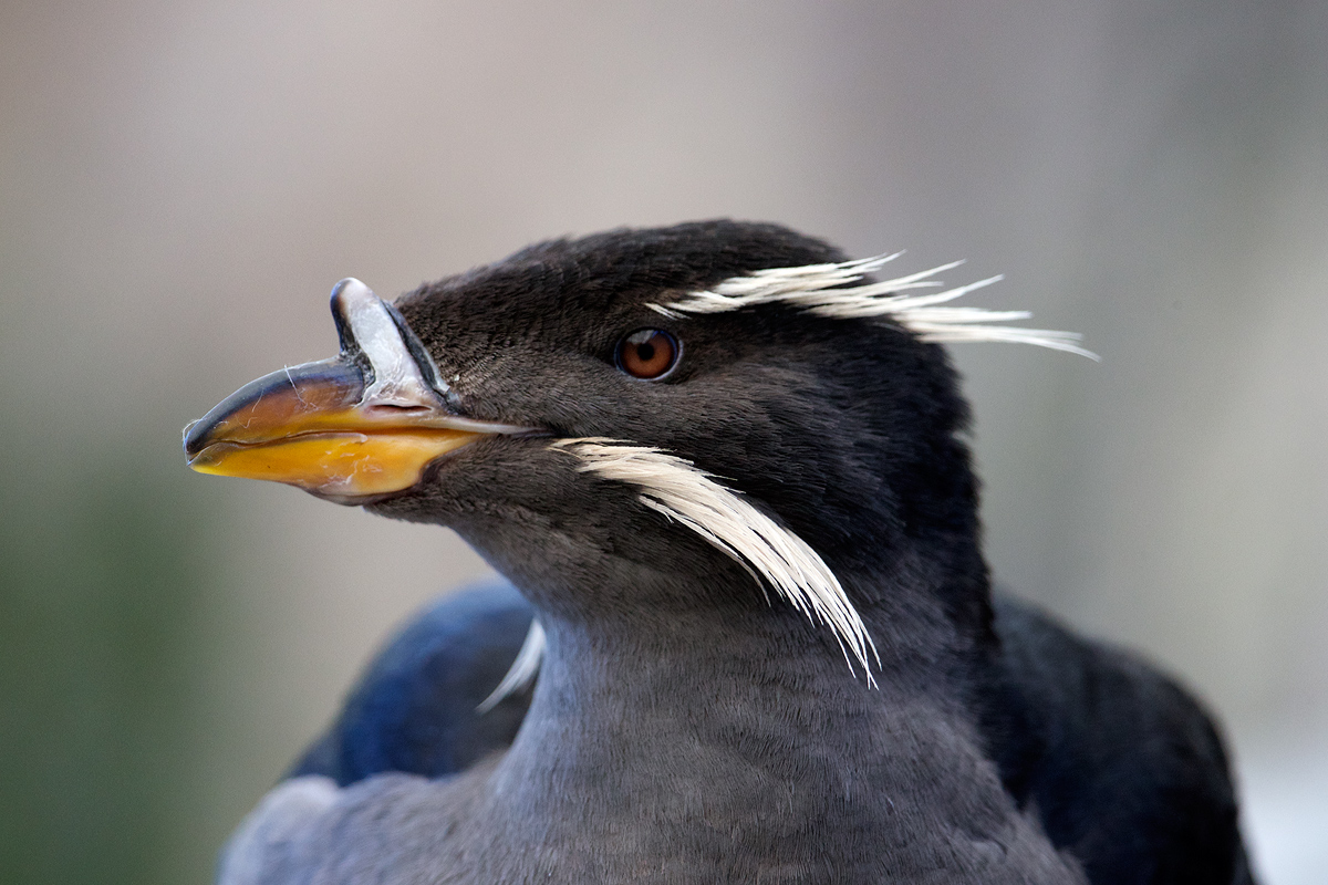 Rhinoceros Auklet (c)