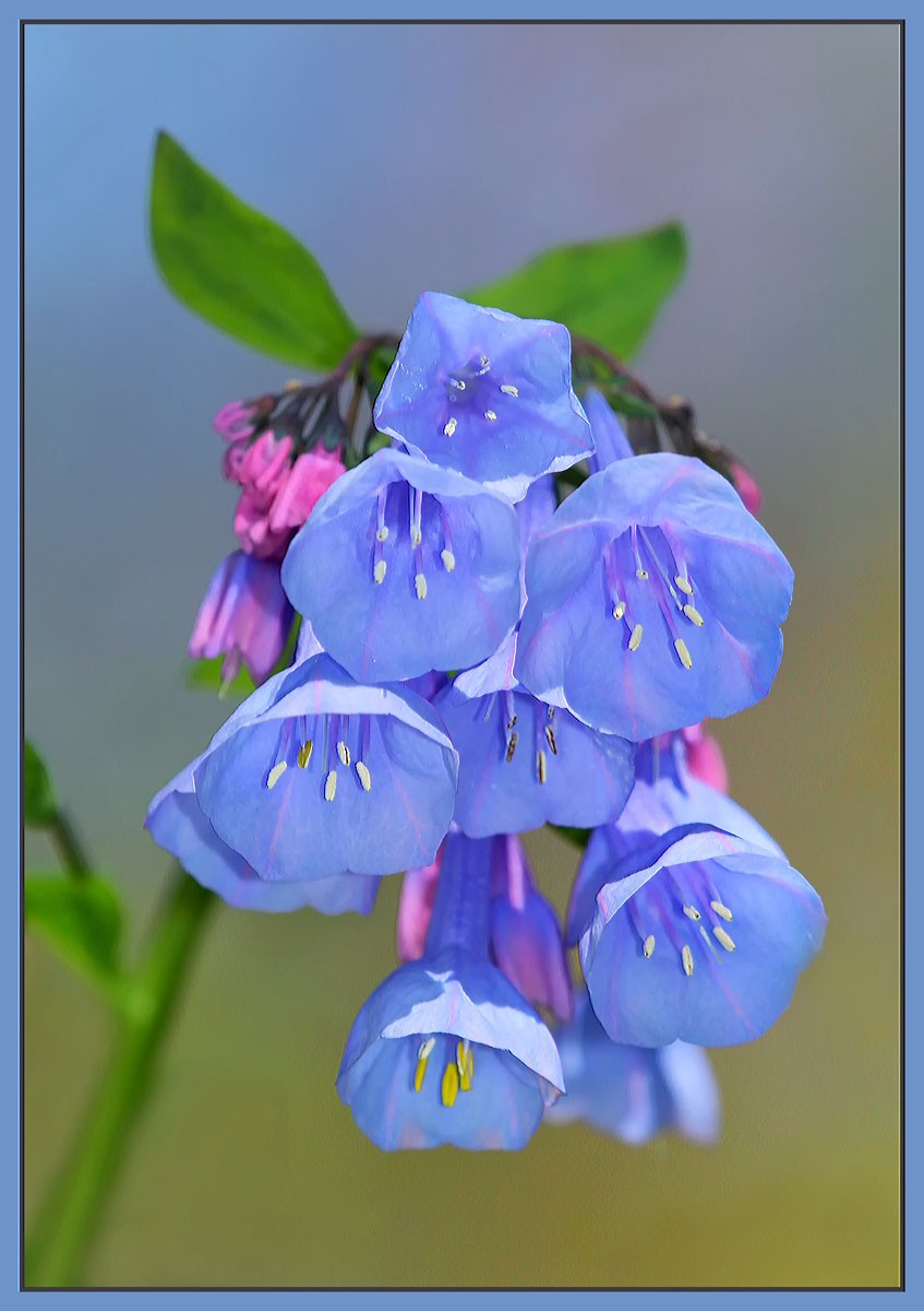 Virginia Bluebells