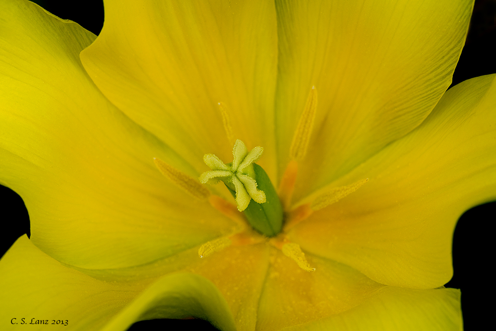 Yellow Waves