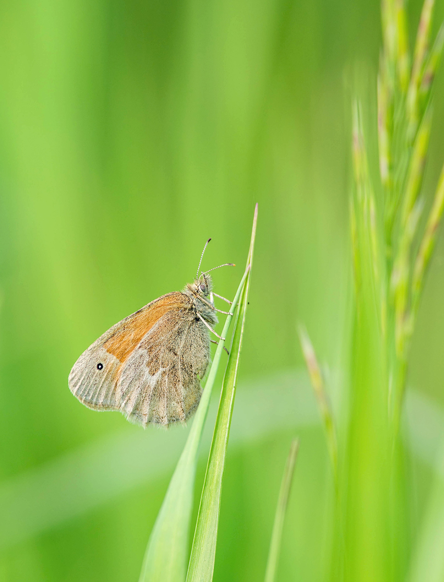 Common Ringlet