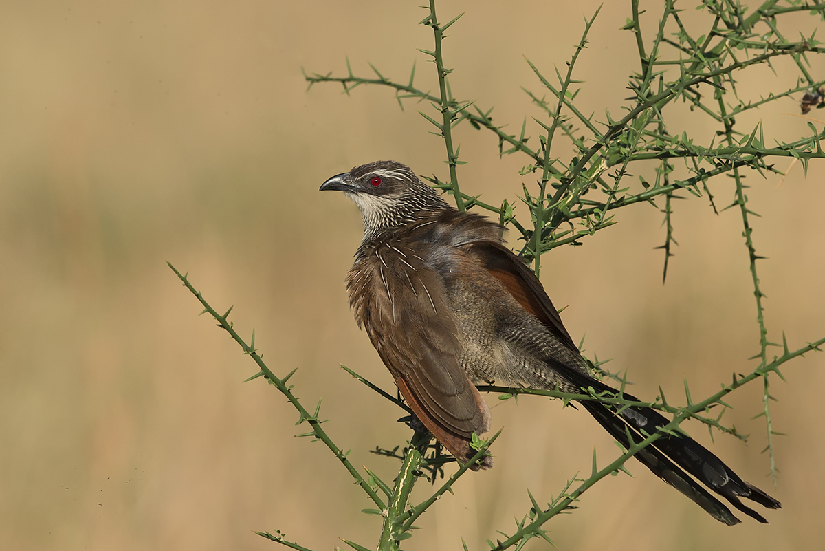White Browed Coucal